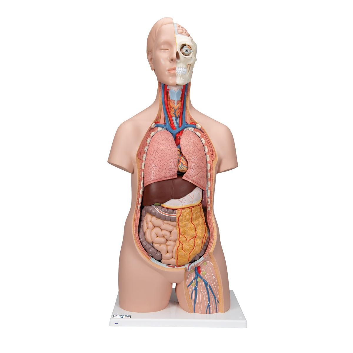 Torso Unisex Education Model