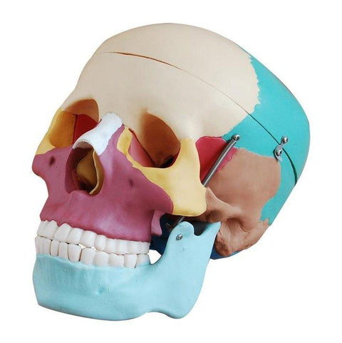 Skull life-size Education Model
