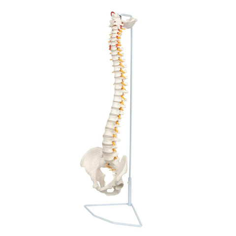 Life-Size Vertebral Column with Pelvis