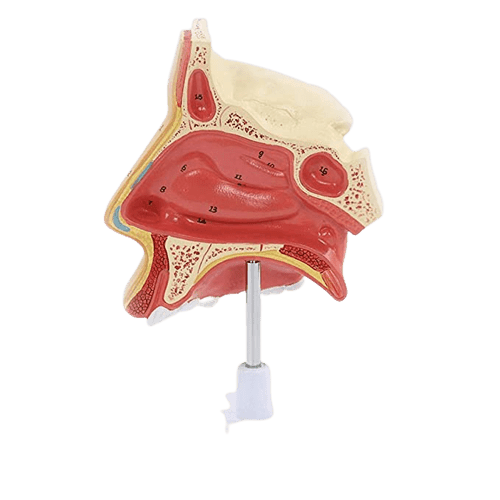 Human Nasal Anatomy Model