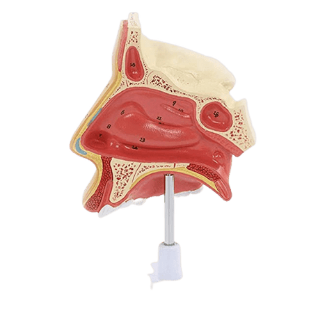 Human Nasal Anatomy Model