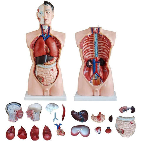 TORSO Male Education Model