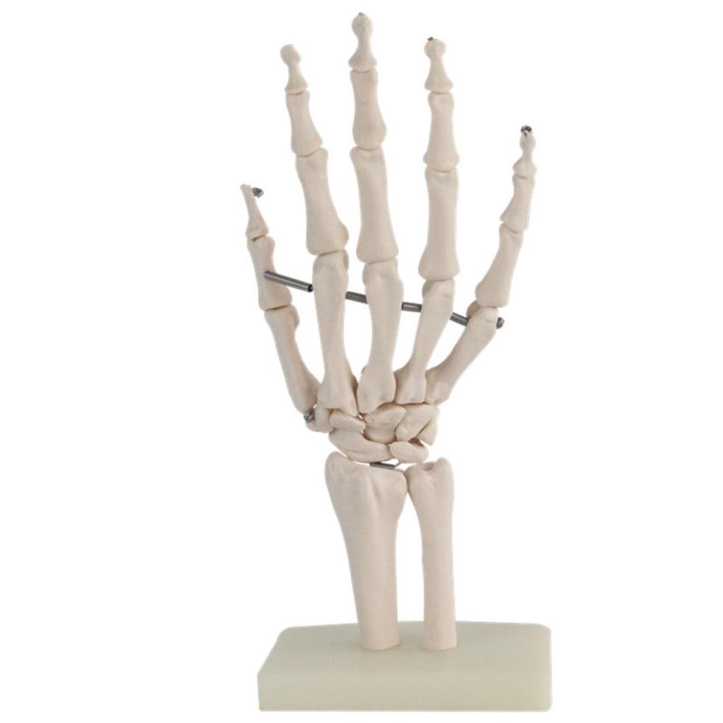 Hand Joint Teaching Model Life size