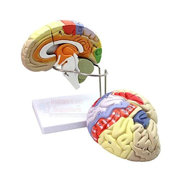 Human Brain Model
