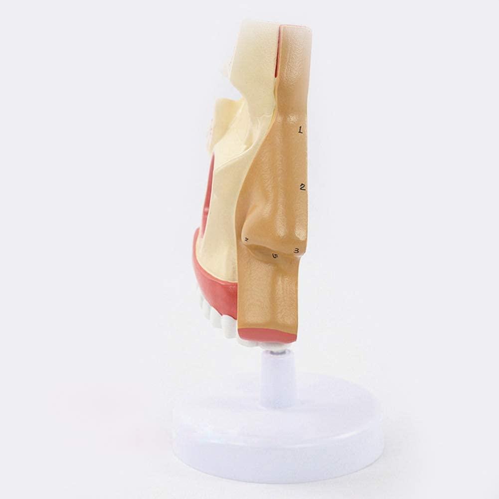Human Nasal Anatomy Model