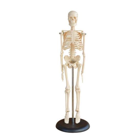 Skeleton Small Scale 45CM Mini Skeleton – Medilab India