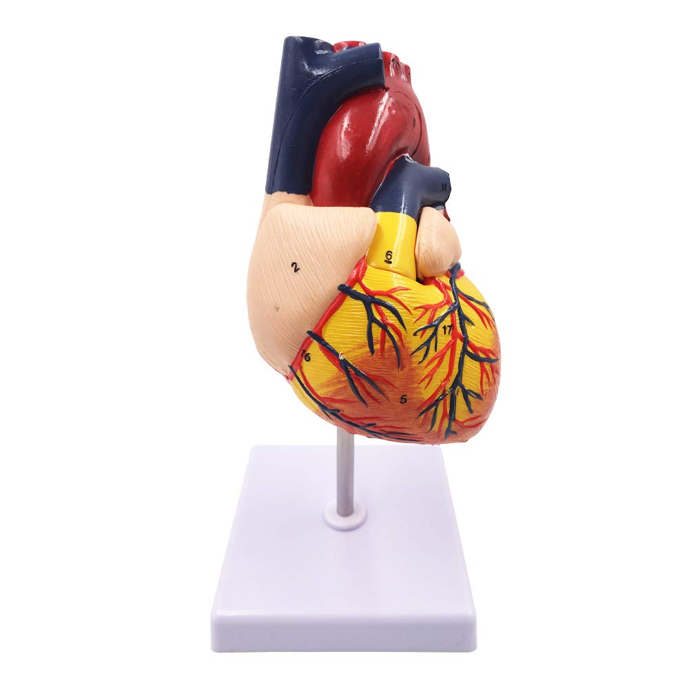 Human Cardiac Education model Heart