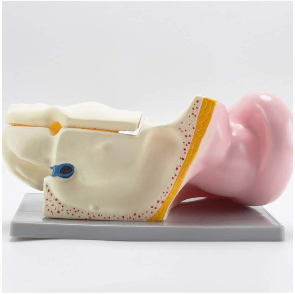 Ear Education Model – Medilab India