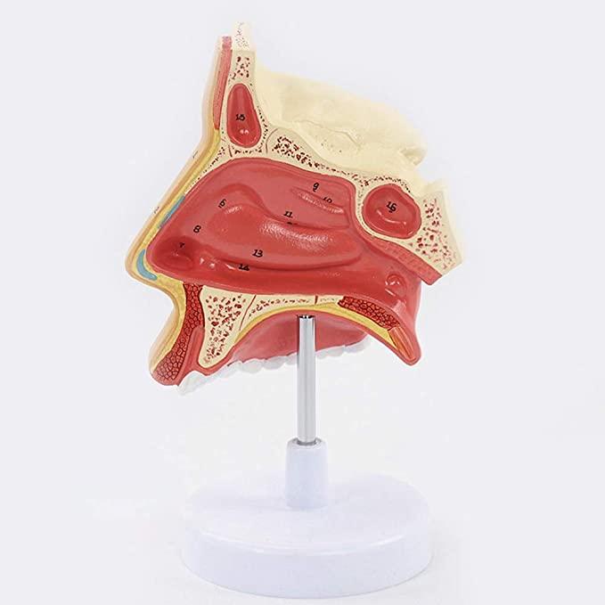 Human Nasal Anatomy Model