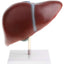 Human Liver Model with Base