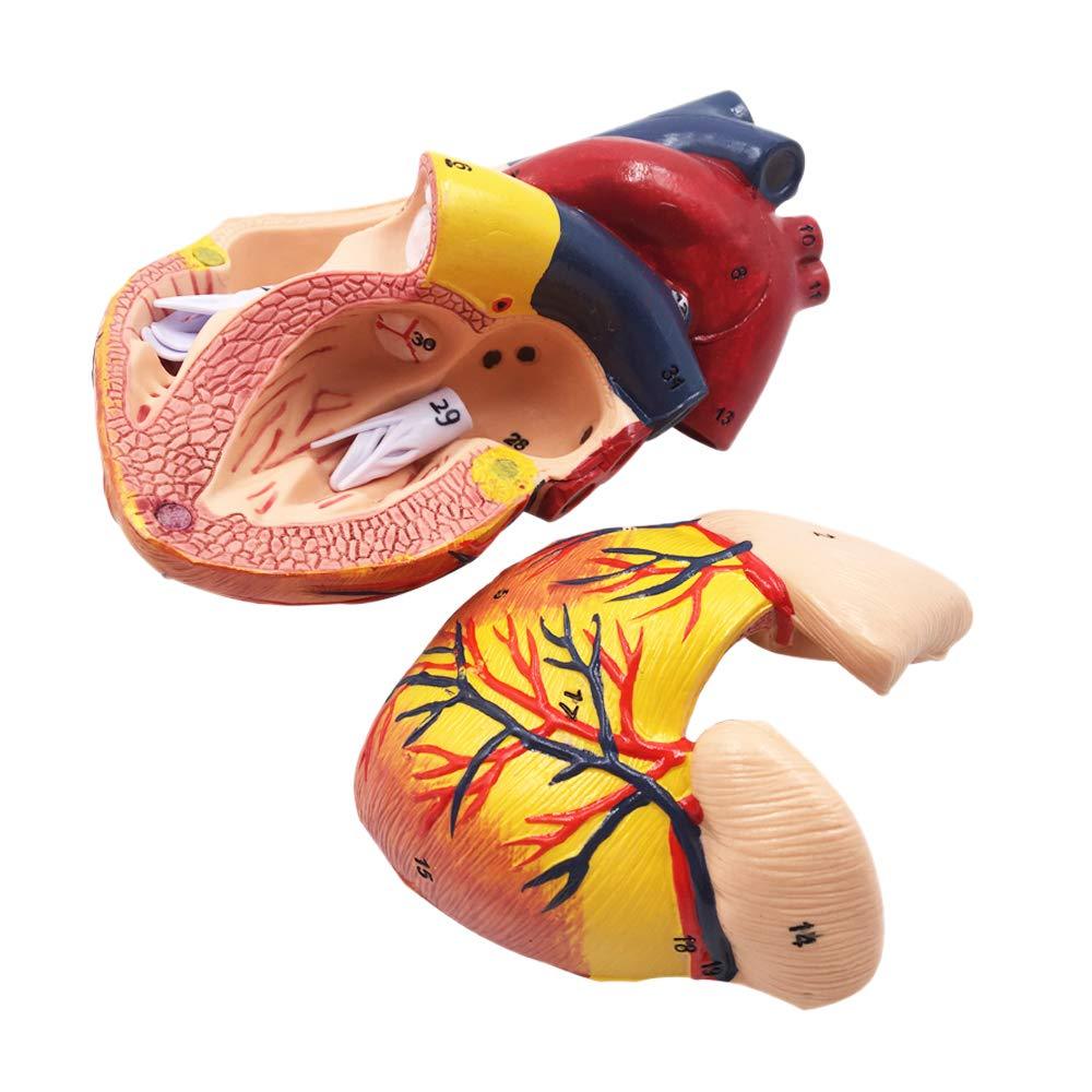 Human Cardiac Education model Heart