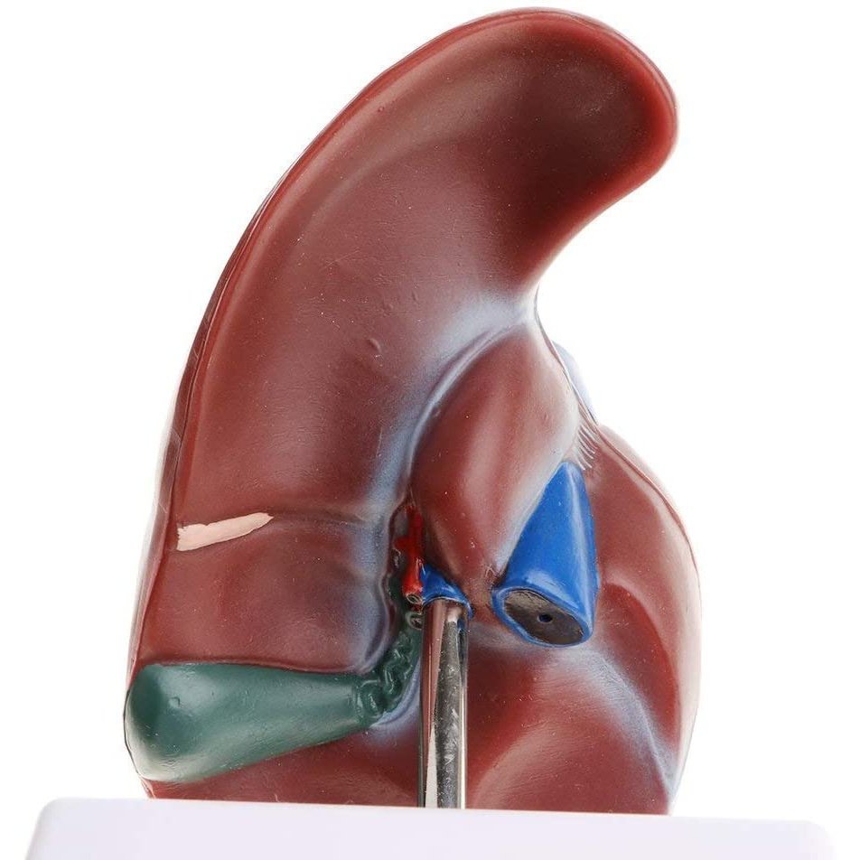 Human Liver Model with Base