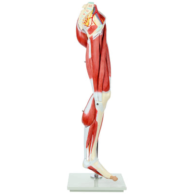 Human Anatomy Leg Model