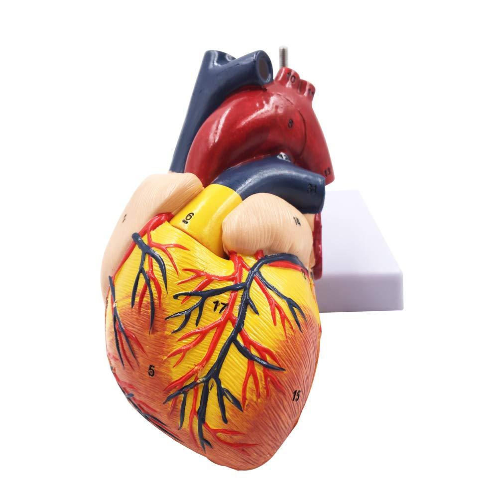 Human Cardiac Education model Heart