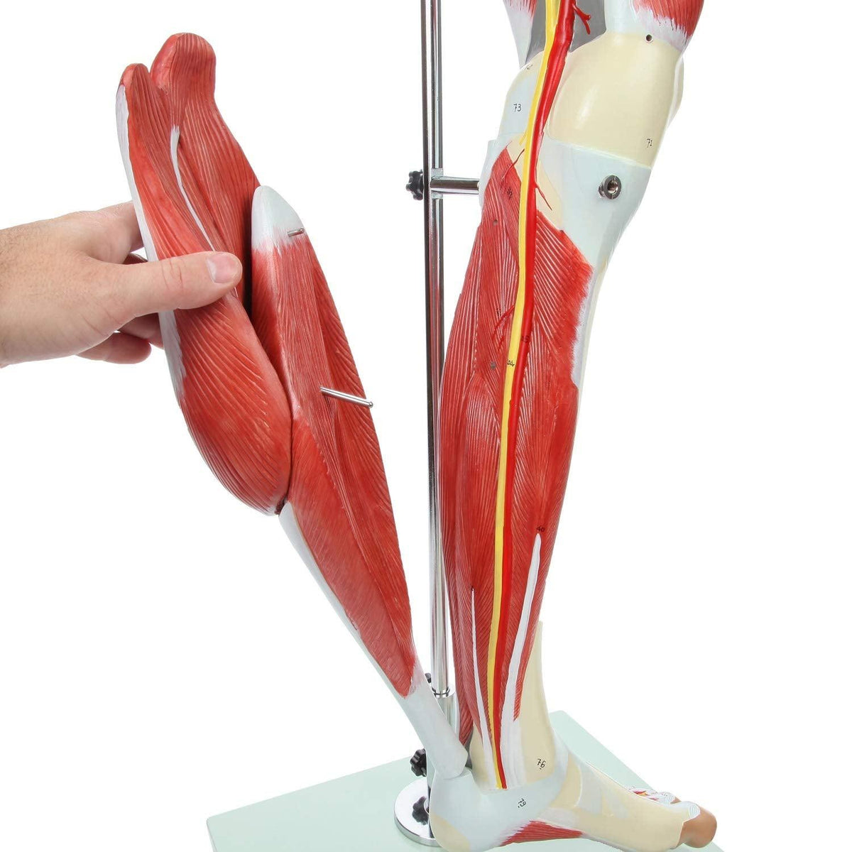 Leg Plastic Model Human Anatomy Leg Model – Medilab India