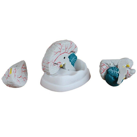 Human Brain Model