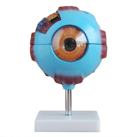 EYE Education Model