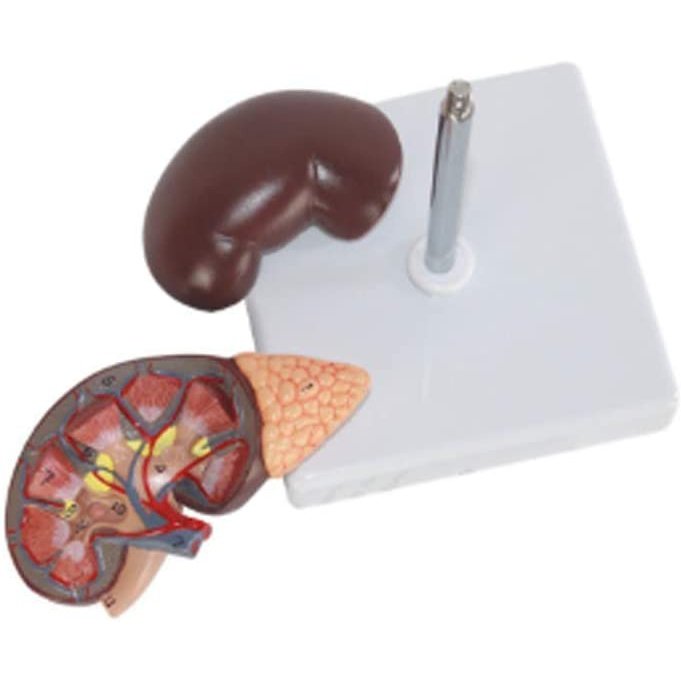 Human Kidney Renal Education Model