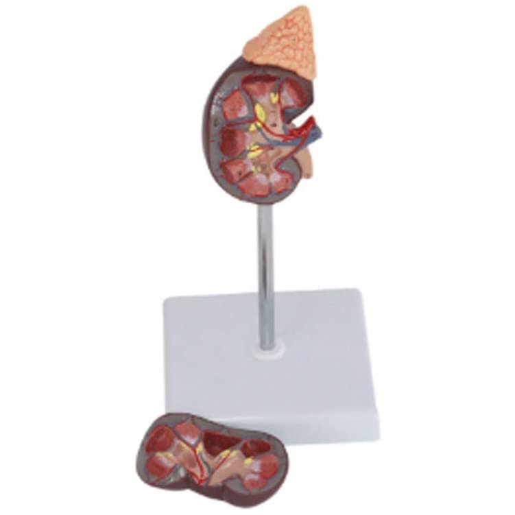 Human Kidney Renal Education Model