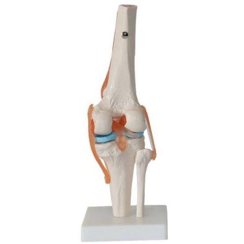 Knee Joint Education Model
