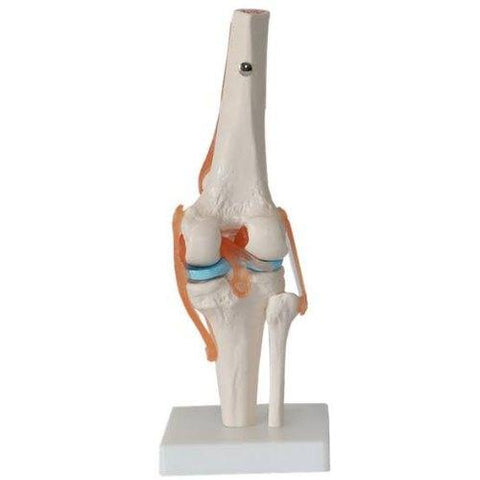 Knee Joint Education Model