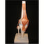 Knee Joint Education Model