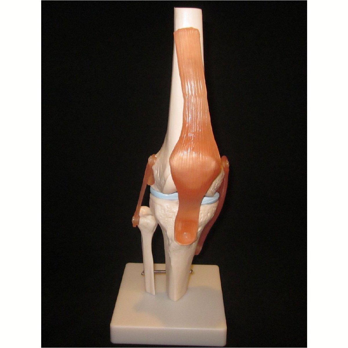 Modular Knee Model Education Models – Tagged