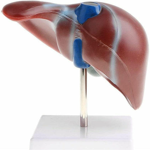 Human Liver Model with Base