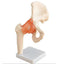 HIP JOINT EDUCATION MODEL