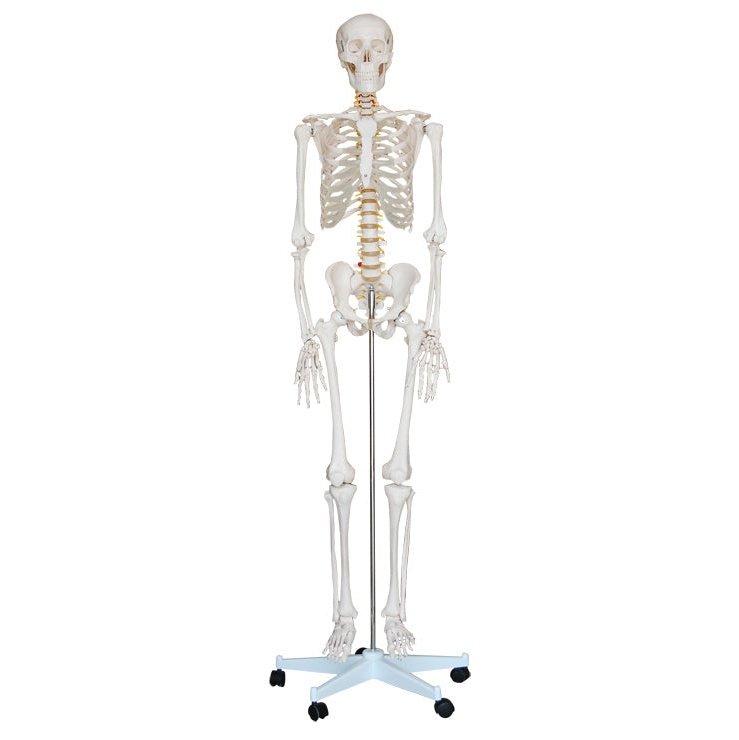 Skeleton Life Size Education Model