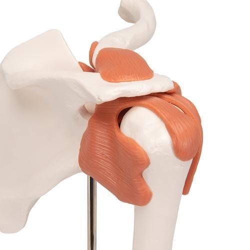 Shoulder Joint Educational Model