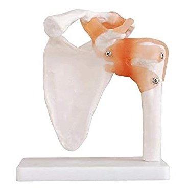 Shoulder Joint Educational Model