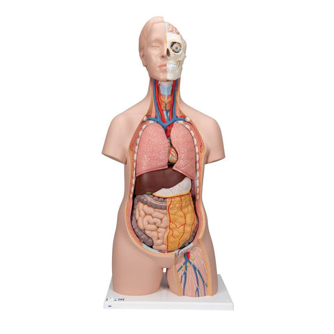 Torso Unisex Education Model