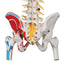 Vertebral Column with Pelvis and Painted Muscles