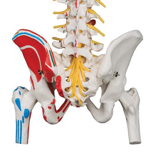 Vertebral Column with Pelvis and Painted Muscles