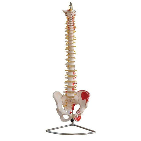 Vertebral Column with Pelvis and Painted Muscles